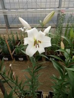 [5196 Agostini VH No02.JPG]